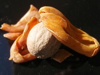 Muskatnuss mit Bl&uuml;te