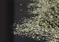Wilder Oregano