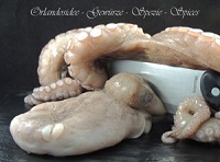 Octopus Orlandosidee