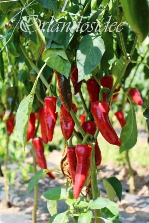 Capsicum Annuum Gorria - Piment Pay Basque