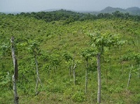 Pfeffer Plantage Kamerun Orlandosidee